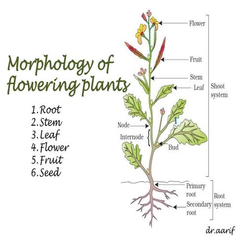 Morphology of flowering plants - I (root, stem & leaf)