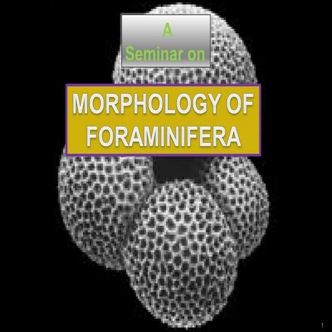 Morphology of foramnifera