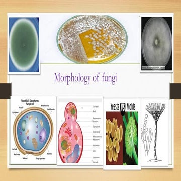 morphologyof+fungi | PDF