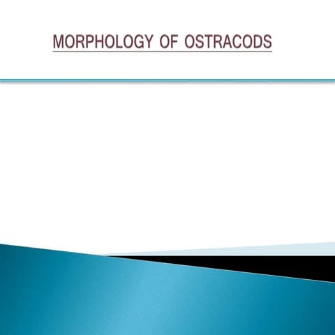 Morphology  of ostracods