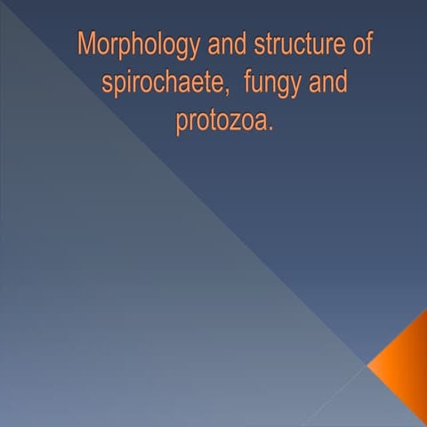 morphology & structure of spirochete, fungi & protozoa
