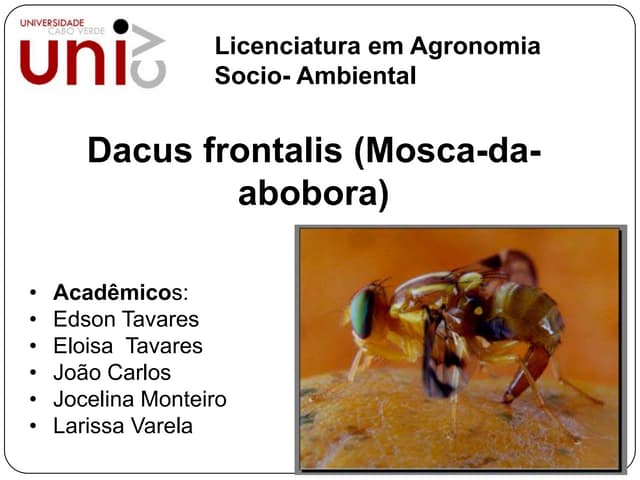 Mosca de abobora