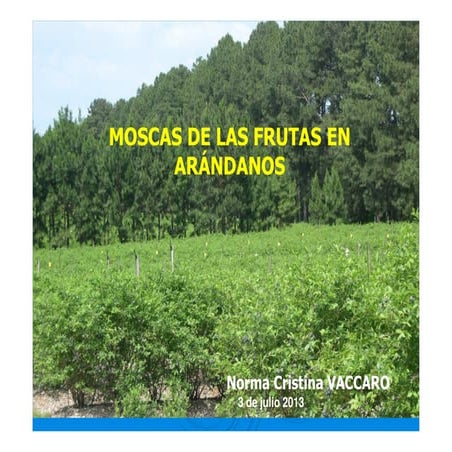 Mosca de la fruta arandanos