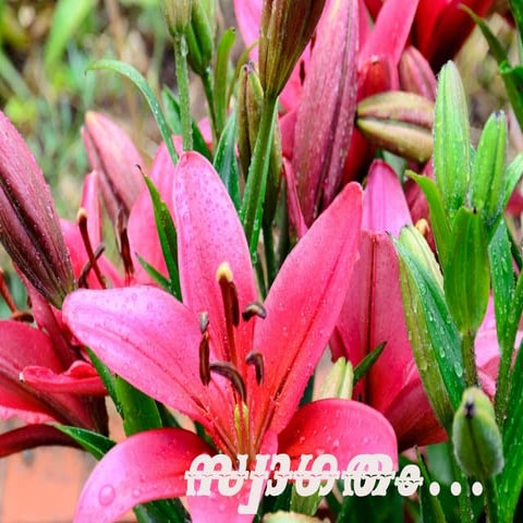 Moshtichedutha rathri | PDF