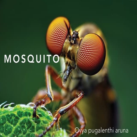 Mosquito 