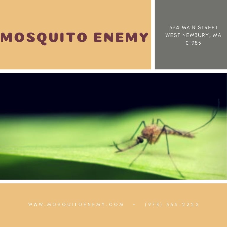 Mosquito control