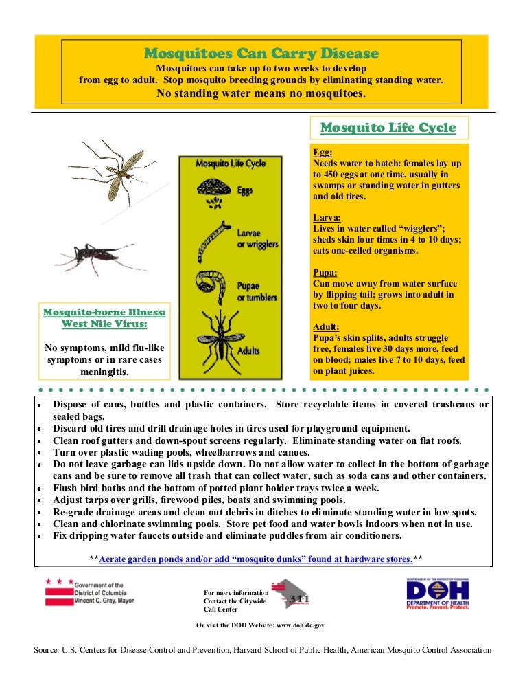 Mosquitoes carry disease