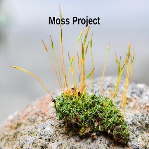 Moss project