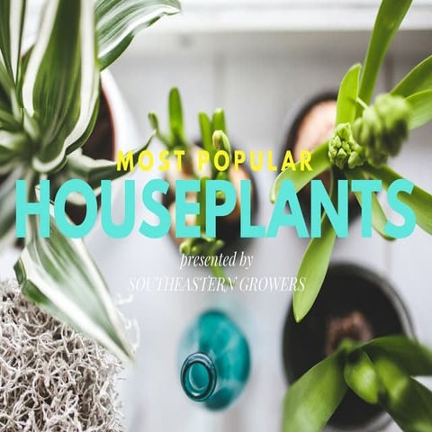 Most Popular Houseplants | PPT