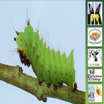 Moths Matter (and so does the Rest of Life on Earth)