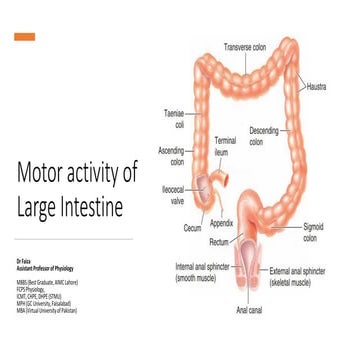 Motility of Small Intestine -Physiology of Peristalsis and segmentation ...