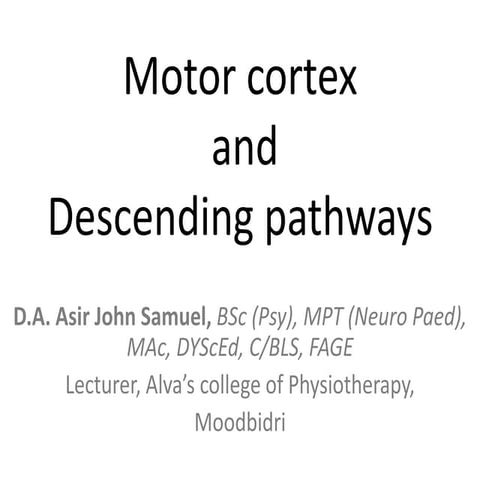 Motor cortex