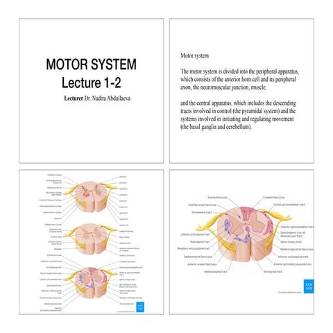 Motor system. Extrapyramydal system. (1,2,3 lectures).pdf