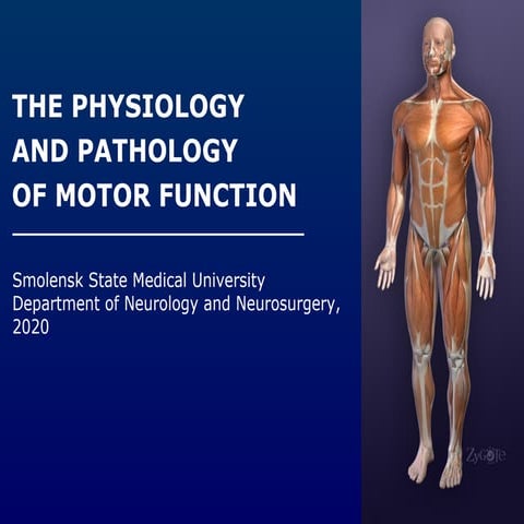 The physiology and pathology of motor function of human | PPT