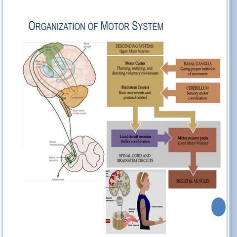 Motor system overview 2011