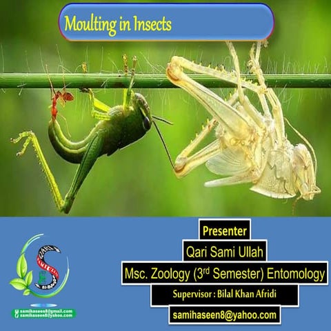 Moulting in Insect by sami