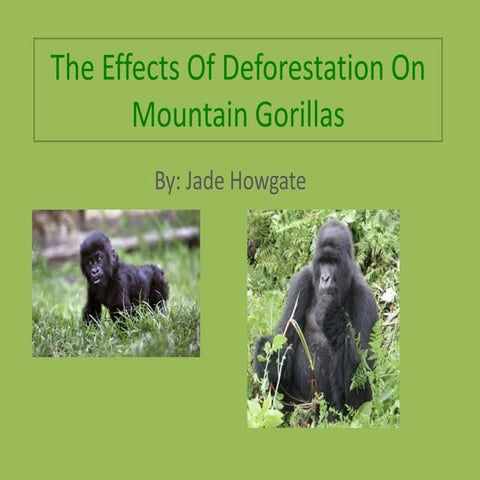 Mountain gorillas - Jade