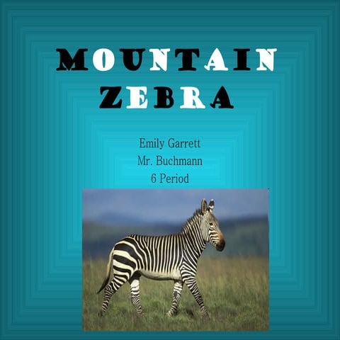 Mountain zebra powerpoint