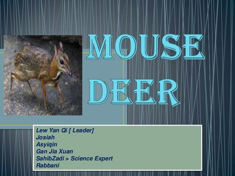 Mousedeer