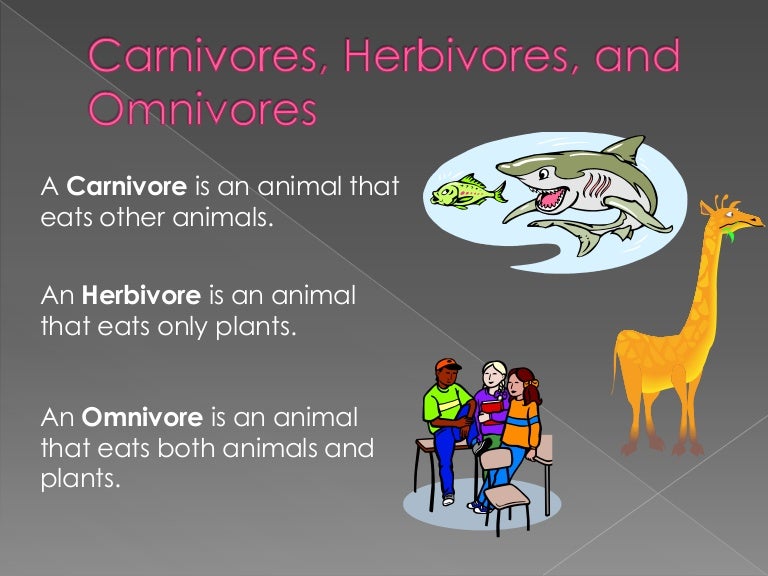 is a mouse a carnivore herbivore or omnivore