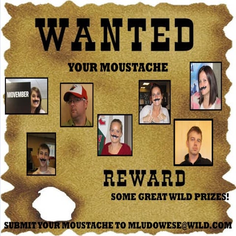 Moustache Contest