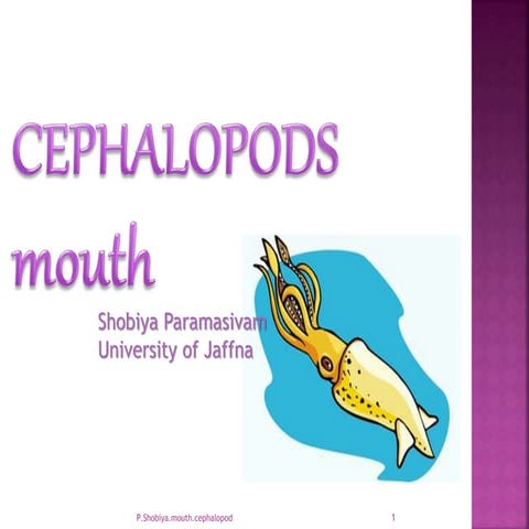 Cephalopods mouth