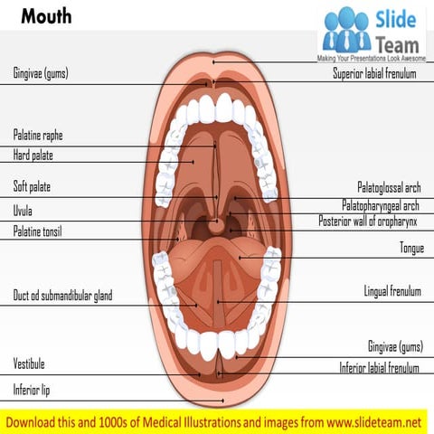 Mouth medical images for power point