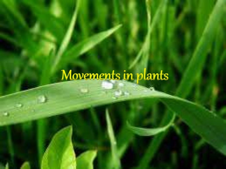 Movement in plants