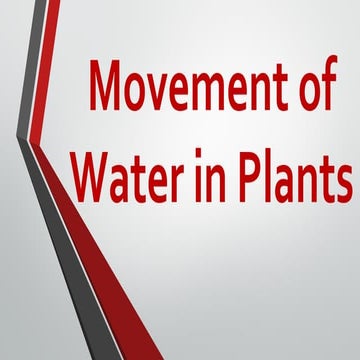Movement of water in plant