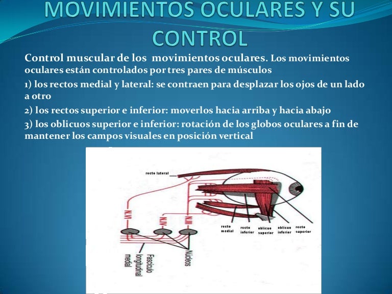 Movimientos Oculares Y Su Control