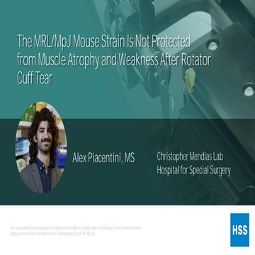 The MRL/MpJ Mouse Strain Is Not Protected From Muscle Atrophy And ...
