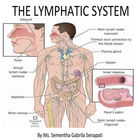 ANATOMY & PHYSIOLOGY OF THE LYMPHATIC SYSTEM