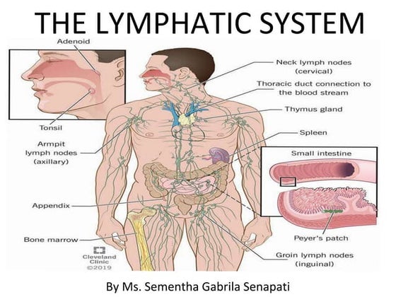 Lymphatic system: Anatomy and Physiology | PPTX