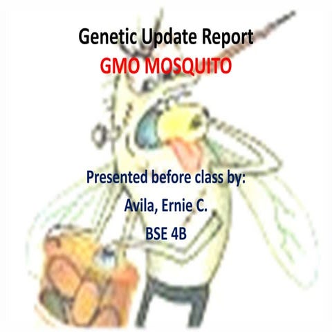 genetically modified organism- mosquito