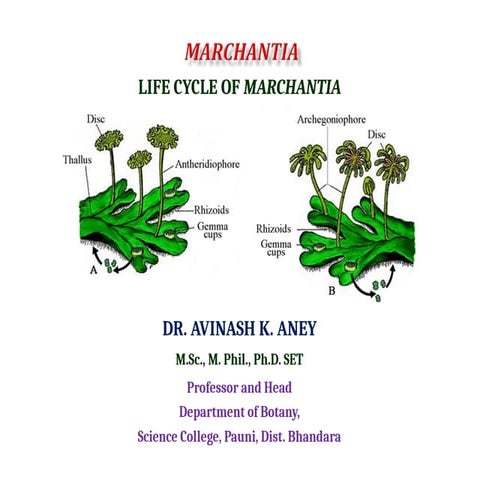 Life cycle of Mrachantia plant belonging to Hepaticopsida .ppt