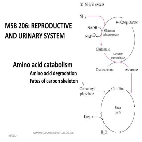 Msb 206. amino acid catab and fates of cs.2014