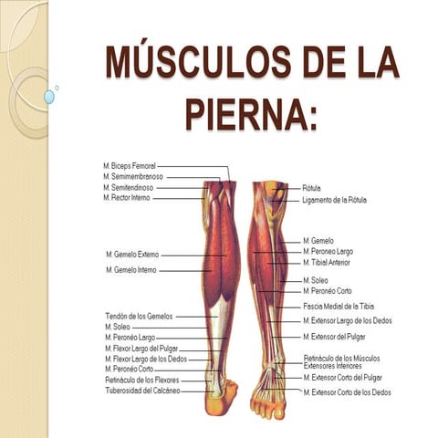 Músculos de la pierna | PPT