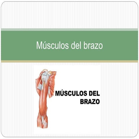 Músculos del brazo