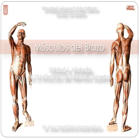 Músculos del brazo