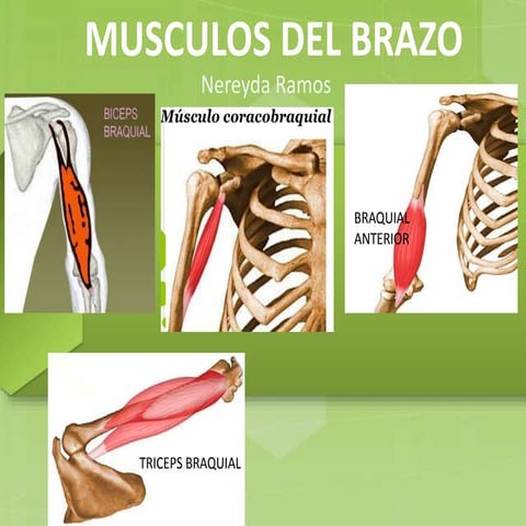 Músculos del brazo PPT.pdf
