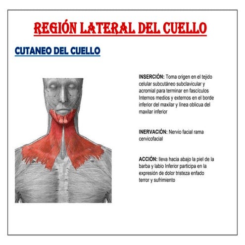 Anatomy and Function of Cervical and Facial Muscles | PDF