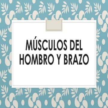 Músculos del hombro y brazo 