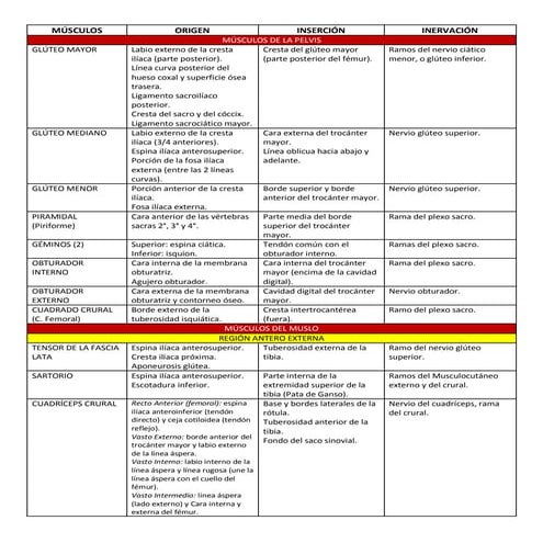 MÚSCULOS DEL MIEMBRO INFERIOR