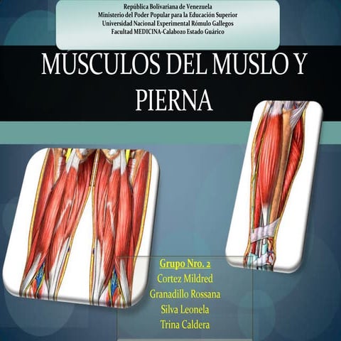 MUSCULOS DEL COMPARTIMENTO ANTERIOR DEL MUSLO. ANATOMÍA | PPTX