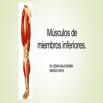 Músculos de Miembro Inferioranatomía..pptx