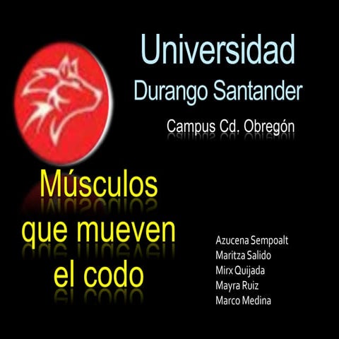 Músculos que mueven el codo 