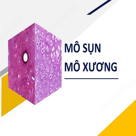 Comprehensive Histology of Cartilage and Bone Tissue Structure and ...