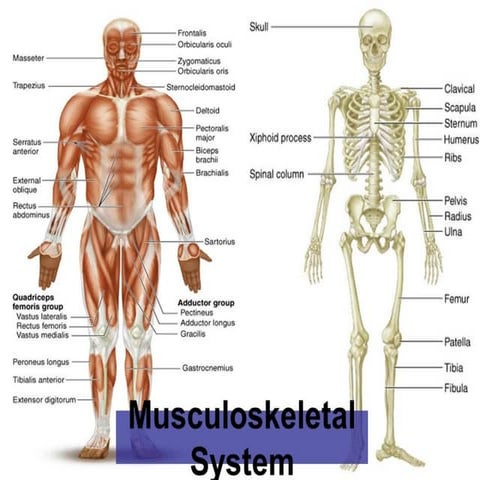 Musculoskeletal system | PPT