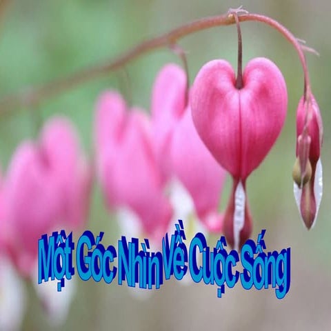 Một gócnhìnvềcuộcsống