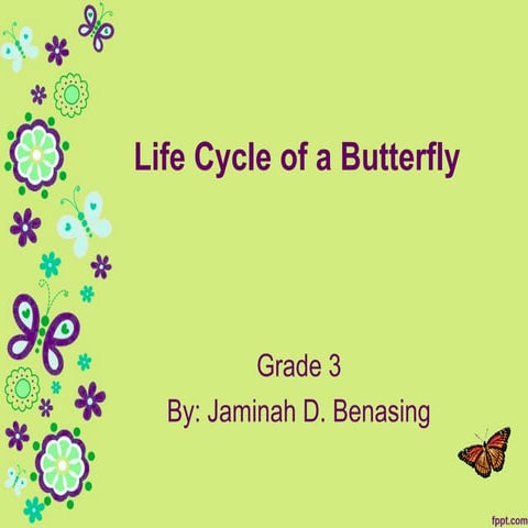 Life Cycle of A Butterfly